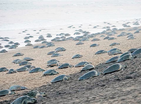 Olive Ridleys arriving at Gahirmatha for mass nesting