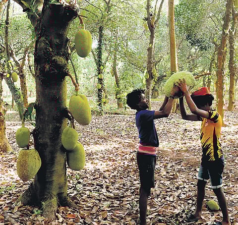 Despite the dominant presence of Vanniyars - the community over which PMK claims to hold sway