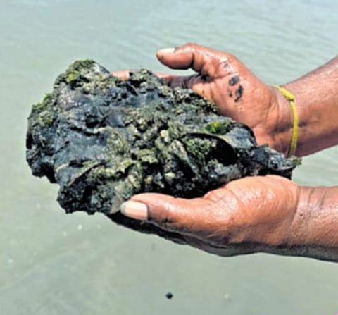 Water, sediment and mussel samples were collected and subjected to various analyses to explore the cause of invasion and ways to eradicate or utilise them for other purposes.