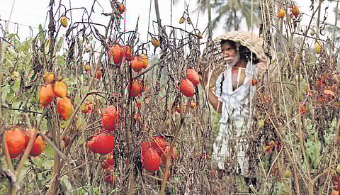 Farmers blame the intense heat for wilting the crops and destroying planted fields