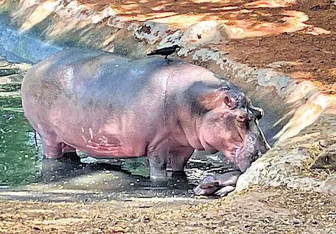 Seetha, a hippopotamus, beside her newborn calf. Contrary to the norm, Seetha gave birth on the banks of her enclosure and not in the water