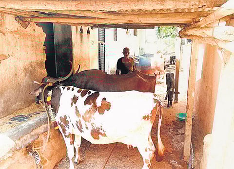 Cattle at a village near Gadag
