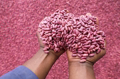 Farmers sort out climate-smart beans in Machakos, Kenya.