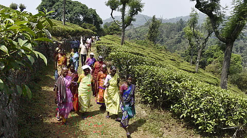 Tribals from the Vagapanai settlement on their way to a polling booth. (Photo | S Senbagapandiyan, EPS)