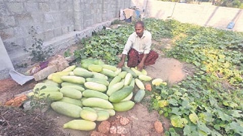 Sweet summer success: Kerala farmers see surge in snap melon