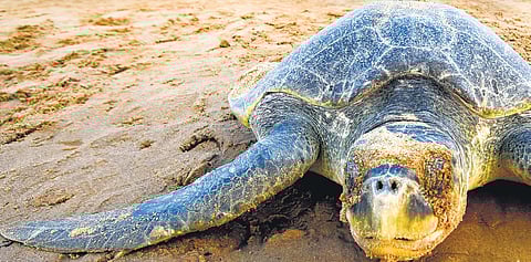 Olive Ridley turtles