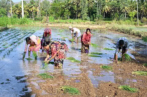 Farmers seen sowing at a village near Ramanagara district.