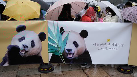Visitors wipe tears after a vehicle carrying Fu Bao, the first giant panda born in South Korea, moves to the airport at the Everland amusement park in Yongin, South Korea.