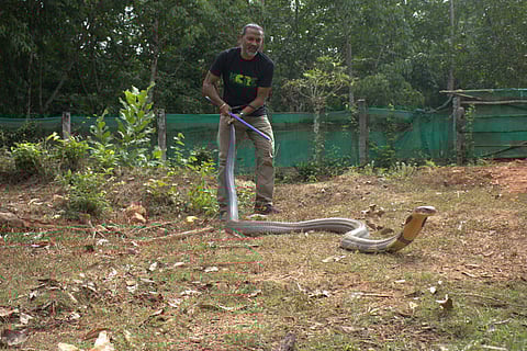 The king cobra weighed an astonishing 12.5 kg, making it the heaviest specimen Dr Shankar had ever encountered (Photo | Special arrangement)