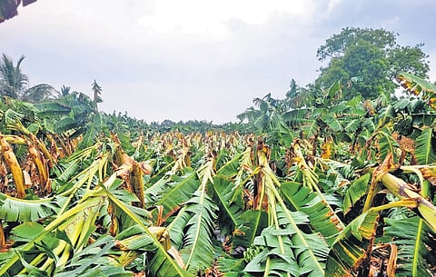 Farmers alleged that around 10,000 banana trees were damaged due to gale and heavy rain in Thalavadi and adjoining villages of Erode district
