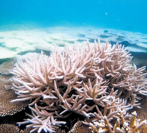 The phenomenon is being reported at a time when the National Oceanic and Atmospheric Administration (NOAA) of the US has confirmed a global bleaching event.