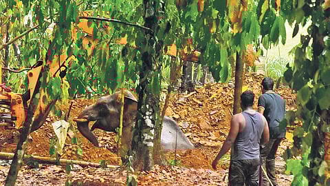 Forest officials helping the wild elephant escape from the well by dredging a canal