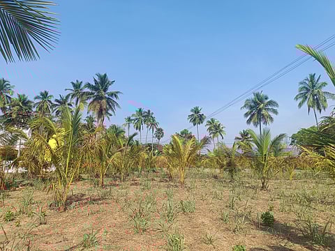 A farmland in Ambalur with crops dried up due to lack of irrigation