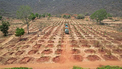 Native grass variety is planted in the cleared areas so that it would increase food availability for animals, especially elephants, deer, and wild boars.