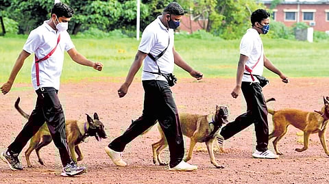 Canines with their handlers