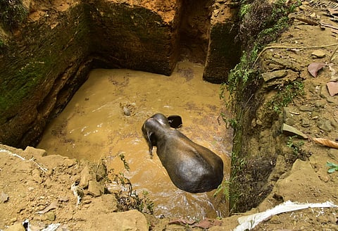 According to local residents, the elephant fell into a well in the farm land of Pathrose of Plachery at around 1 am on Friday. The residents searched the area hearing the trumpeting of elephant and found the animal trapped in the well.