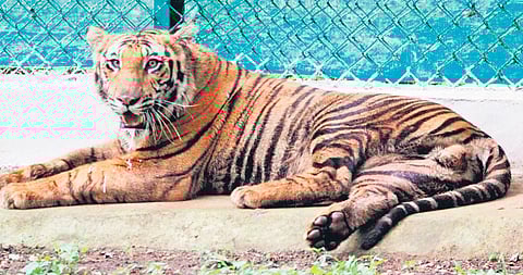 The male tiger that was rescued from a tea estate in Valparai