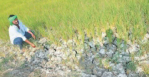 A farmer sits in his field which developed cracks due to drought-like situation in Mogdumpur mandal of Karimnagar district on Tuesday