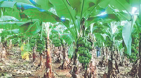 A banana plantation in Railway Kodur constituency