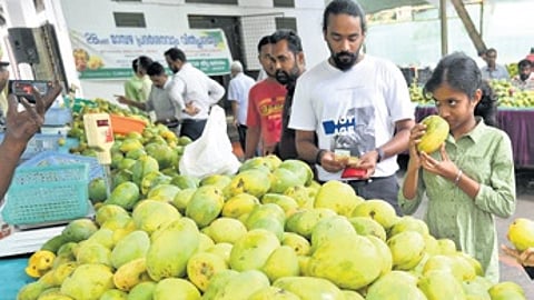 The yield this year was poor due to many factors including water scarcity, insufficient moisture, and intense heat.