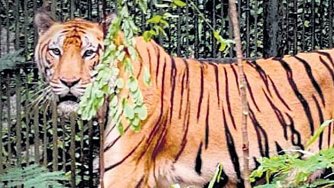 Tiger Manu