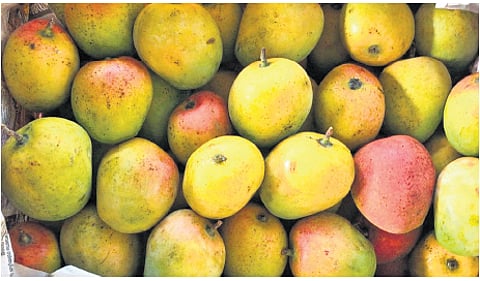 The area under mango cultivation in Karnataka is 1.48 lakh hectares, yielding 12–15 tonne of the fruit.