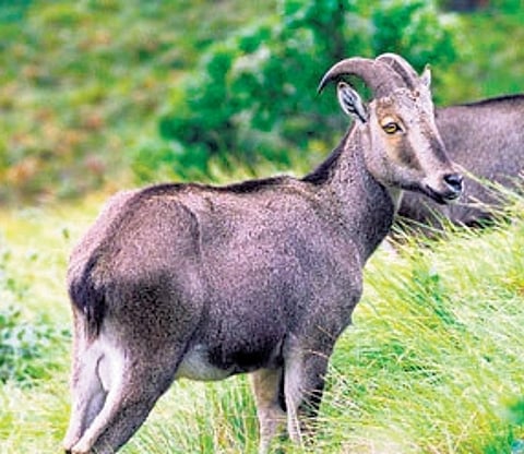 Eravikulam remains the most suitable habitat for the Nilgiri Tahr due to its high-altitude cliffs and grassland.
