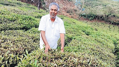 Natarajan, a small tea grower, at his garden in Balacola village in Kundha taluk