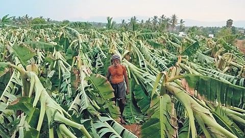Damaged banana trees in an agricultural field in Bhavanisagar area of Erode district.