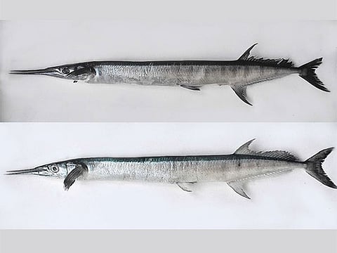 Kerala: CMFRI Kochi identifies two new species of needlefish