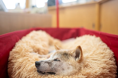 This picture taken on March 19, 2024 shows Japanese shiba inu dog Kabosu, best known as the logo of cryptocurrency Dogecoin, taking a rest at the office of her owner (Photo | AFP)
