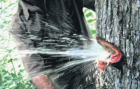 A recent discovery in Andhra Pradesh, unveiled the unique ability of the Indian Laurel (Terminalia Tomentosa) tree of producing water, offering a respite or solution to water scarcity.