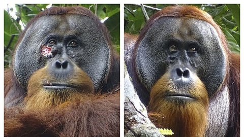 This combination of photos provided by the Suaq foundation shows a facial wound on Rakus, a wild male Sumatran orangutan in Gunung Leuser National Park, Indonesia on June 23, 2022, two days before he applied chewed leaves from a medicinal plant, left, and on August 25, 2022, after his facial wound was hardly visible.