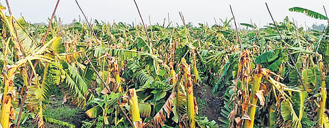 Sudden windstorm destroyed thousands of banana trees in Musiri block in Tiruchy district