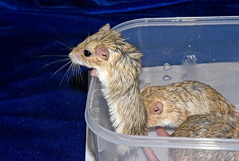 Until now, Indian nationals -- mostly from Tamil Nadu -- were commonly used as mules to bring in protected species such as primates, reptiles and exotic birds.