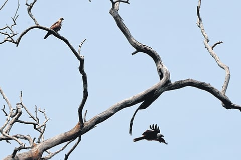 Brahminy kites atop a dried-up tree at Rathickal near Varkala where they are also finding it difficult to bear the summer humidity