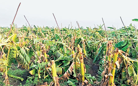 Banana farm in Theni