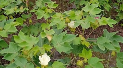 Cotton has been cultivated on 1,060 hectares across Karaikal