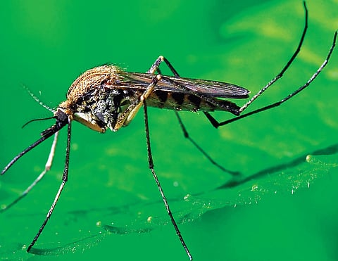 Preventive measures crucial as Malaria remains a public health concern in India