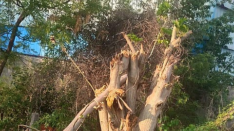 Trees that were cut down by the Transco officials in Siddipet town.