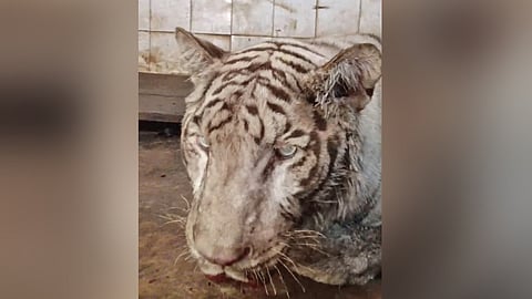 A nine-year-old white Bengal tiger Abhimanyu passed away at the Nehru Zoo in Hyderabad on Tuesday