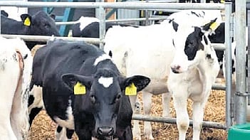 The court prioritized the immediate relocation of the Ghazipur Dairy and Bhalaswa Dairy due to their proximity to sanitary landfill sites.