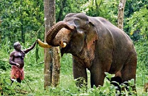 Koovappady, nestled in the hinterlands of Ernakulam, is renowned today as aana kalari, where mahouts train their jumbos.