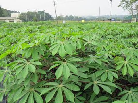 Representative image of tapioca crop