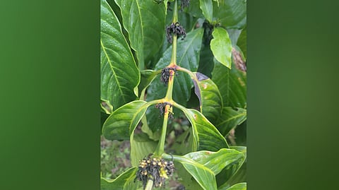 Affected coffee leaves and drooping immature coffee beans in a coffee estate in Kalasa taluk of Chikkamagaluru.