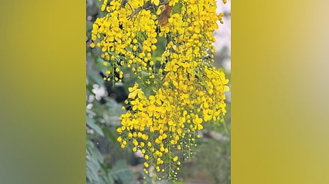 Bright yellow amaltas.