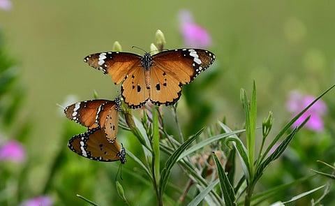 Butterfly image used for representation