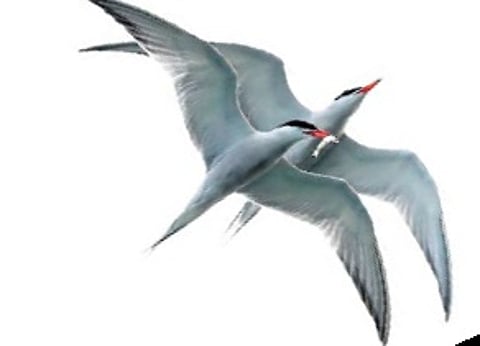 Common Tern bird