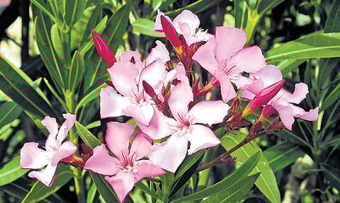 The Nerium oleander is popularly considered a ‘toxic’ flower
