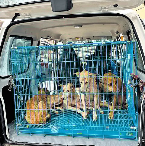 Animal rescuers and members of the Tamil Nadu Animal Welfare Board with the help of police shifted the dogs to two shelters for necessary care